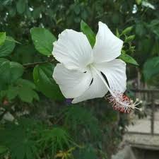 Bunga kembang sepatu hitam putih. Tanaman Hias Bunga Sepatu Putih Bibit Pohon Kembang Sepatu Putih Lazada Indonesia