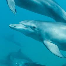 bottlenose dolphin national geographic