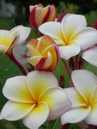 Pin On Plumeria