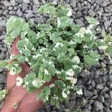 Image result for Glechoma  hederacea