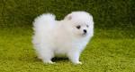 How Much Does a Pomeranian Cost? (2020) | Spend On Pet