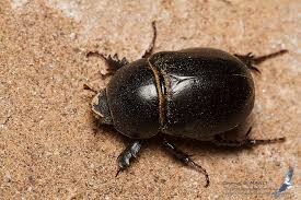 Image result for Pentodon