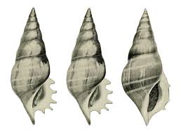 Image result for Scleria delicatula