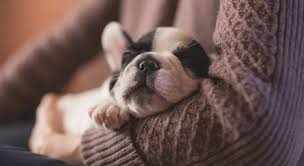 Pardo, panda y polar, cada uno con sus propias personalidades, intereses y talentos. Como Adoptar Un Perro Gratis Tramites 2021 Cachorros O Adultos