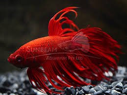 Betta Splendens Crown Tail Rosso Acquista Online Pesci Tropicali Online Vendita Online Pesci Tropicali