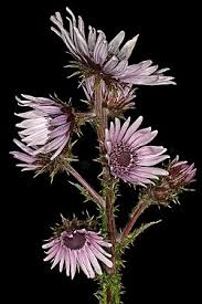 Image result for Berkheya spekeana