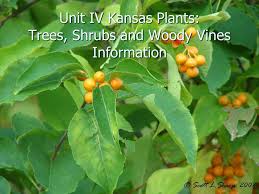 If you want to learn to identify our grasses this is the book to have. Unit Iv Kansas Plants Trees Shrubs And Woody Vines Information Ppt Video Online Download