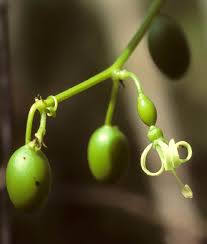 Image result for Cayaponia