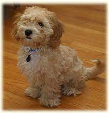 Pin By Cailee Teague On Things That Make Me Smile Cavapoochon Puppies And Kitties Teddy Bear Dog