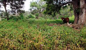 Image result for Triumfetta trichocarpa