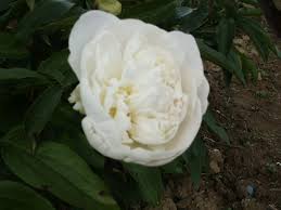 Home > herbaceous peonies > madame claude tain. Madame Claude Tain Earl Pepinieres Tricot