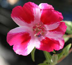 Red Clarkia 1 Easy Plants To Grow Pretty Flowers Bright Flowers