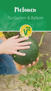 Melonensorten Fur Den Eigenen Anbau Video Garten Anpflanzen Melonen Melonen Pflanzen