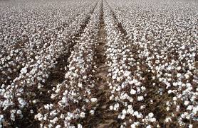 Best drip wallpaper, desktop background for any computer, laptop, tablet and phone. Drip Irrigation Case Studies Testimonials Driptips