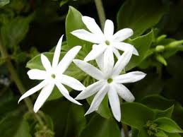Jasminum Multiflorum Star Jasmine World Of Flowering Plants White Jasmine Flower Jasmine Flower Balcony Flowers