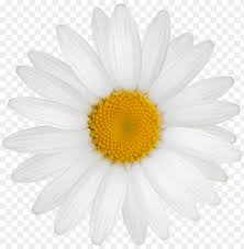 Free Free 68 White Sunflower Clipart Png SVG PNG EPS DXF File