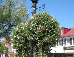Hours may change under current circumstances Annapolis The City Of Flowers By The Bay