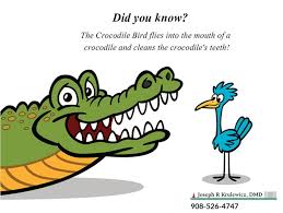 Bird Cleaning Crocodile Teeth Pin By Dr Joseph Krulewicz On The Crocodile Bird Flies Into The Mouth Of A Crocodile And Cleans The Crocodile S Teeth Mario Characters Character Crocodiles