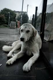 Pin By Ben Stevenson On My Style Street Dogs Dogs Rescue Dogs