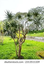 Image result for yucca gigantea en casa