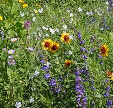 Sit back, smell the roses, and check out these perennial flower pictures. Native Colorado Seed Mixture Applewood Seed Company