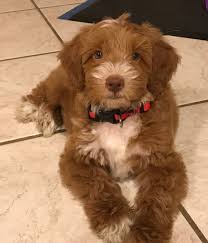 The breeder from out of state can then arrange the safe transport of your. Serenity Springs Doodles Labradoodle Bernedoodle Puppies California
