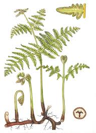 Image result for Pteridium aquilinum