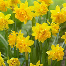 Tete Boucle Miniature Double Daffodil In 2020 Daffodil Bulbs Bulb Flowers Daffodils