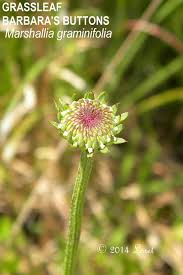 Check spelling or type a new query. Grassleaf Barbara S Buttons Marshallia Graminifolia Florida Native Plants Native Plants Wild Plants