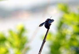 Black jack bees look like big fuzzy black cotton balls with wings pretty much. Understanding The Black Carpenter Bee Envirocon