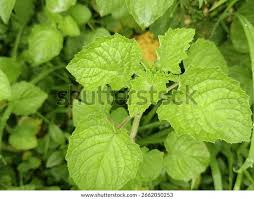 Image result for Mesosphaerum