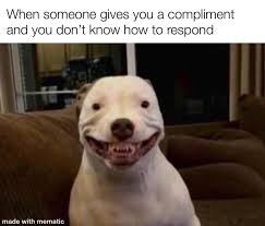 Shop for the latest womens, gifts, accessories & more at boxlunch.com. Maddy The Pitbull Perro Xd Know Your Meme