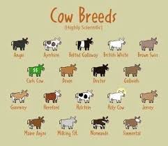 Black And White Cow Breeds Uk Pin By Sami Durre On Infographics Dairy Cows Dairy Cow Breeds Cute Cows