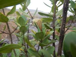 Image result for Anisotes rogersii