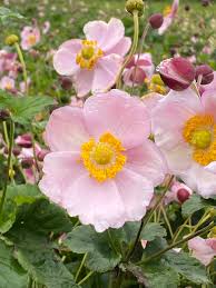 Image result for Anemone transvaalensis