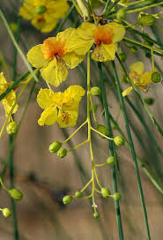 Image result for Parkinsonia aculeata