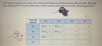 We did not find results for: The Punnett Square Is For A Test Cross Of Two Mice That Were Purebred For Two Different Traits What Brainly Com