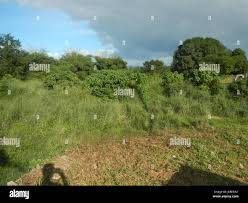 06646 hi-res stock photography and images