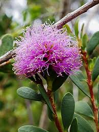 Image result for Melaleuca nesophila