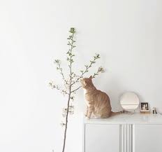 Dihalaman ini anda akan melihat background ppt coklat yang apik! 64 Gambar Aesthetic Coklat Terbaik Gambar Pixabay
