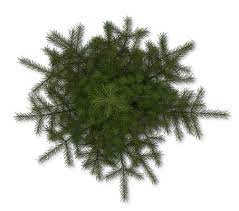 Dundjinni Mapping Software Forums Pine Tree Tree Plan Png Tree Plan Olive Trees Landscape