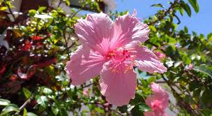 Check spelling or type a new query. Pension Hibiscus Guesthouse Seychelles Islands 2021 Updated Prices Deals
