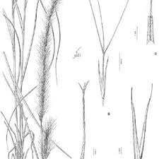 Image result for Tragus pedunculatus