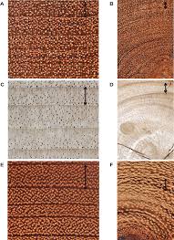 Image result for Sarcophrynium prionogonium