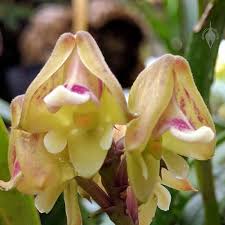 Image result for Polystachya galeata