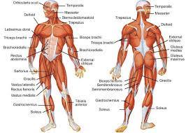 Human anatomy full body skeletal muscular and cardiovascular. The Human Anatomy Muscles Anatomy Drawing Diagram