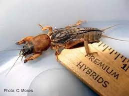 Cockroaches will devour most of the same foods you enjoy. Why Does A Cockroach Gross Me Out But A Cricket Isn T As Offending Quora
