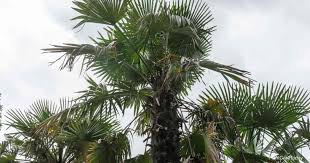 Maybe you would like to learn more about one of these? Trachycarpus Fortunei Info How To Grow And Care For Windmill Palm