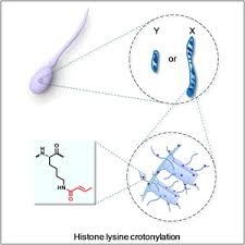 identification of 67 histone marks and histone lysine