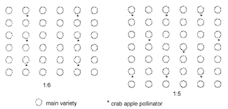 Crabapples As Pollinators